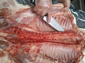 Starting to Separate the Ribs from the Spine