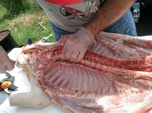Ribs Separated from the Spine